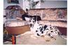 Deutsche Dogge Foto: hello! (ID 1965) Deutsche Dogge Hund