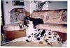 Deutsche Dogge Foto: STENTOR (ID 2022) Deutsche Dogge Hund