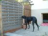 Deutsche Dogge Foto: Wer kommt da? (ID 4602) Deutsche Dogge Hund