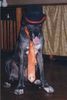 Deutsche Dogge Foto: † 07. Feb. 2003 (ID 21580) Deutsche Dogge Hund