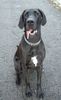 Deutsche Dogge Foto: sweet (ID 37088) Deutsche Dogge Hund