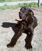 Deutsche Dogge Foto: Rocky unsere Deutsche dogge mit 18 Monaten (ID 42535) Deutsche Dogge Hund