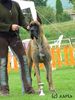 Deutsche Dogge Foto: REPRODUKTOR - CHAMPION (ID 6210) Deutsche Dogge Hund