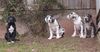 Deutsche Dogge Foto: Kalif,Kiss,Kevin und unsere Kyra vom Aischgrund (ID 2964) Deutsche Dogge Hund