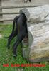 Deutsche Dogge Foto: dogge ina beim eierstehlen (ID 3191) Deutsche Dogge Hund