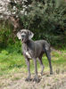 Deutsche Dogge Foto: Vladeska (ID 42277) Deutsche Dogge Hund