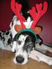 Deutsche Dogge Foto: Vovich Weihnachts! (ID 17017) Deutsche Dogge Hund
