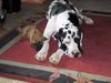 Deutsche Dogge Foto: Yenna (ID 19783) Deutsche Dogge Hund