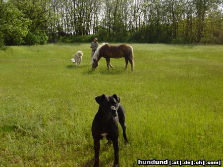 Deutsche Dogge Hunde Foto 18764 Deutsche Dogge Lady Aysha hütet brav die Pferde !