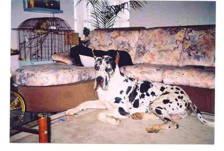 Deutsche Dogge Hunde Foto 1965 Deutsche Dogge hello!