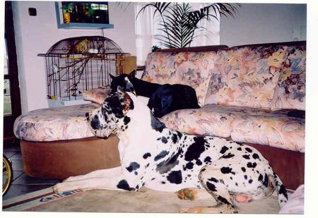 Deutsche Dogge Hunde Foto 2022 Deutsche Dogge STENTOR