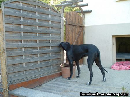 Deutsche Dogge Hunde Foto 4602 Deutsche Dogge Wer kommt da?