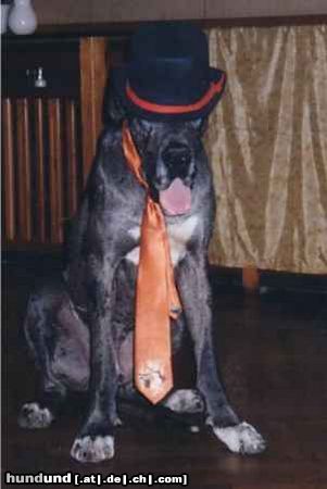 Deutsche Dogge Hunde Foto 21580 in höherer Auflösung ansehen Deutsche Dogge † 07. Feb. 2003