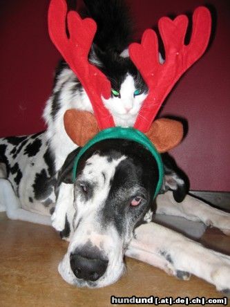 Deutsche Dogge Hunde Foto 17017 Deutsche Dogge Vovich Weihnachts!
