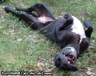 Deutsche Dogge Hunde Foto 4111 Deutsche Dogge Cecil sehr freudig