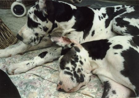 Deutsche Dogge Hunde Foto 2102 Deutsche Dogge Wir wollen schlafen