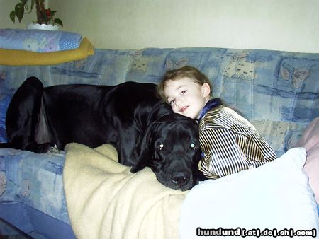 Deutsche Dogge Hunde Foto 12522 Deutsche Dogge Buffalo&Jamie
