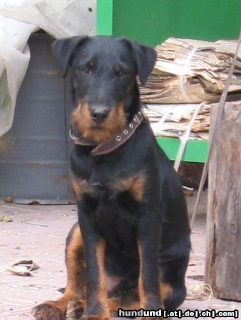 Deutscher Jagdterrier . Rus