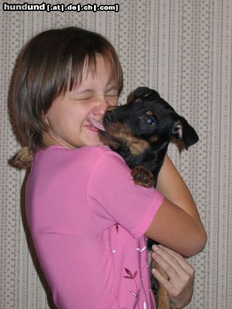 Deutscher Jagdterrier Hunde Foto 7989 Deutscher Jagdterrier . Rus