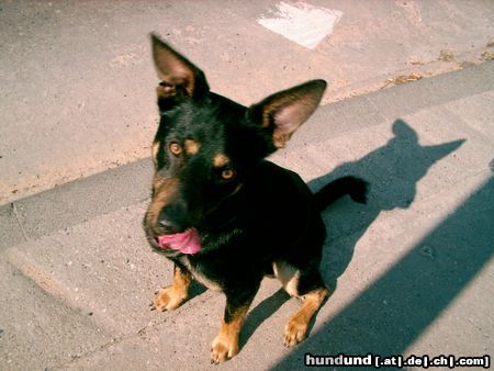 Deutscher Jagdterrier Hunde Foto 21336 in höherer Auflösung ansehen Deutscher Jagdterrier Apollo 05/2005