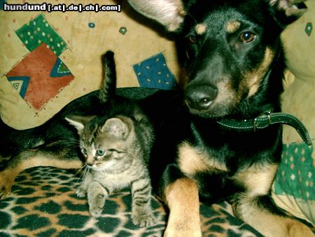 Deutscher Jagdterrier Hunde Foto 10321 Deutscher Jagdterrier apollo mit katze