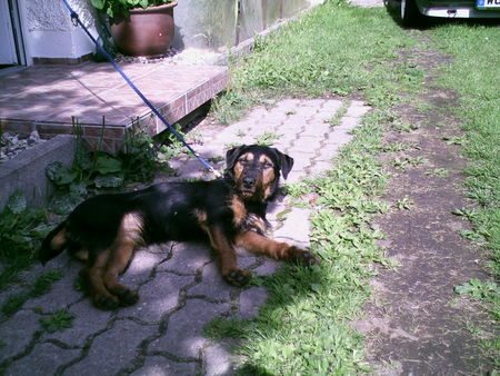 Deutscher Jagdterrier Hunde Foto 27543 Deutscher Jagdterrier Chilie - faul in der Sonne