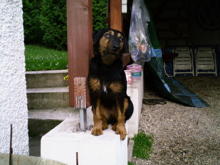 Deutscher Jagdterrier Hunde Foto 27544 Deutscher Jagdterrier Chilie - auf Aussichtsposten