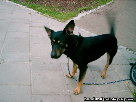 Deutscher Jagdterrier Hunde Foto 22244 in höherer Auflösung ansehen Deutscher Jagdterrier da freut sich aber einer