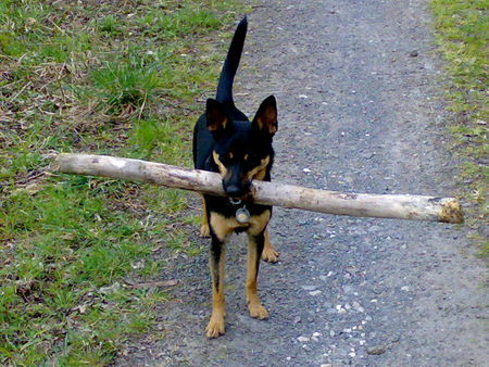 Deutscher Jagdterrier Erst 1 Jahr alt und schon so stark!!!