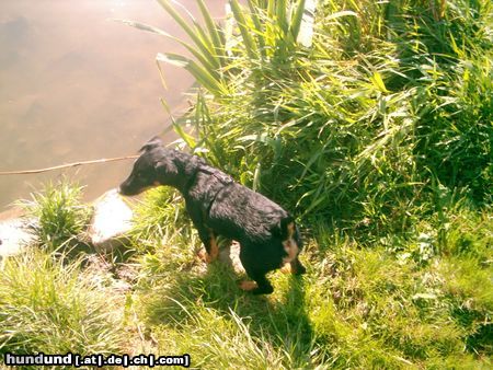 Deutscher Jagdterrier Hunde Foto 20616 in höherer Auflösung ansehen Deutscher Jagdterrier