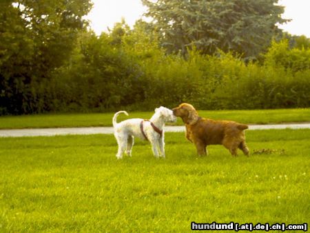 Deutscher Jagdterrier Hunde Foto 23030 Deutscher Jagdterrier Da bahnt sich wohl eine Liebe an...(Chrissie)