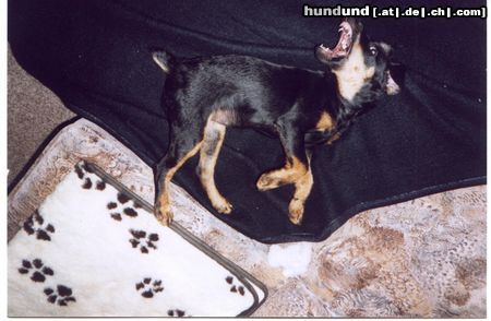 Deutscher Jagdterrier Hunde Foto 20840 in höherer Auflösung ansehen Deutscher Jagdterrier