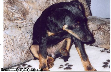 Deutscher Jagdterrier Hunde Foto 20841 in höherer Auflösung ansehen Deutscher Jagdterrier