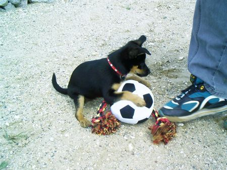 Deutscher Jagdterrier Hunde Foto 32184 Deutscher Jagdterrier Meiner!!! Khira mit Ball