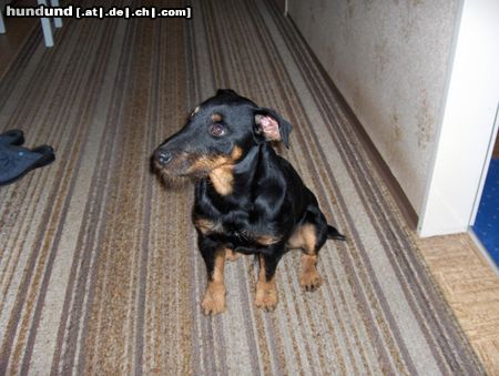 Deutscher Jagdterrier Hunde Foto 26562 Deutscher Jagdterrier Unser Bester 1 3/4 Jahre alt