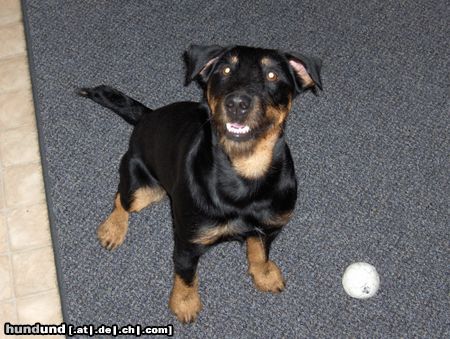 Deutscher Jagdterrier Hunde Foto 26563 Deutscher Jagdterrier Unser Bester 1 3/4 Jahre alt Stockm ca. 39cm Gewicht: 12,5kg