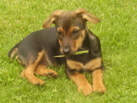 Deutscher Jagdterrier Hunde Foto 32776 Deutscher Jagdterrier Das ist mein kleienr texas (fast 5 Monate alt)..hdl mein kleiner Schatz!!