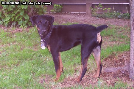 Deutscher Jagdterrier Hunde Foto 21677 Deutscher Jagdterrier Bam ca.1Jahr alt/ Bild 2