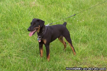 Deutscher Jagdterrier Hunde Foto 21636 Deutscher Jagdterrier Bam ca.1Jahr alt