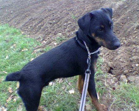 Deutscher Jagdterrier Hunde Foto 27507 Deutscher Jagdterrier Bam