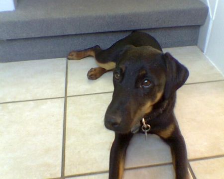 Deutscher Jagdterrier Hunde Foto 27508 Deutscher Jagdterrier Bam