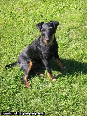Deutscher Jagdterrier Hunde Foto 22609 in höherer Auflösung ansehen Deutscher Jagdterrier Ein Engel von einem Jagdterrier