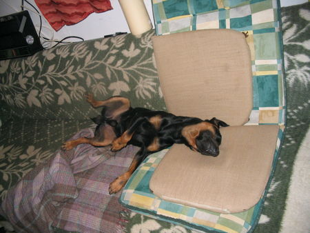 Deutscher Jagdterrier Hunde Foto 27252 Deutscher Jagdterrier Mein Hund beim Schlafen