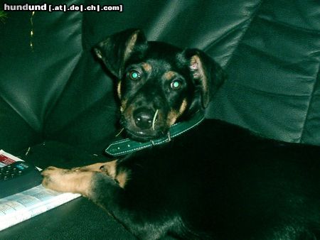 Deutscher Jagdterrier Hunde Foto 8004 Deutscher Jagdterrier Apollo
