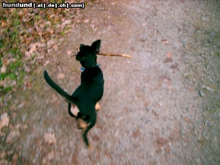 Deutscher Jagdterrier Hunde Foto 8007 Deutscher Jagdterrier Apollo