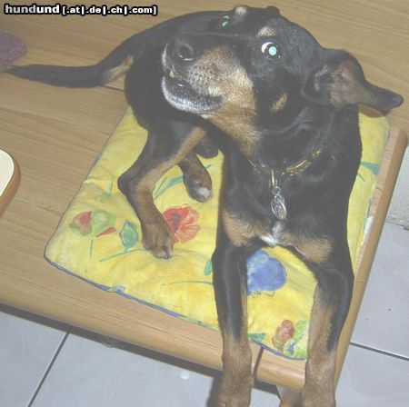 Deutscher Jagdterrier Blacky der Wachthund