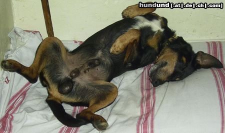 Deutscher Jagdterrier Hunde Foto 18550 Deutscher Jagdterrier Blacky mein bester Freund
