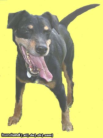 Deutscher Jagdterrier Blacky im Angriff 