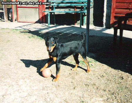 Deutscher Jagdterrier Hunde Foto 26047 in höherer Auflösung ansehen Deutscher Jagdterrier Borstel von Lanzenkron