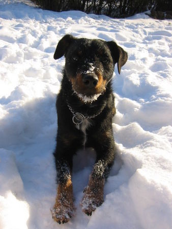 Deutscher Jagdterrier Buddy der Weihnachtself